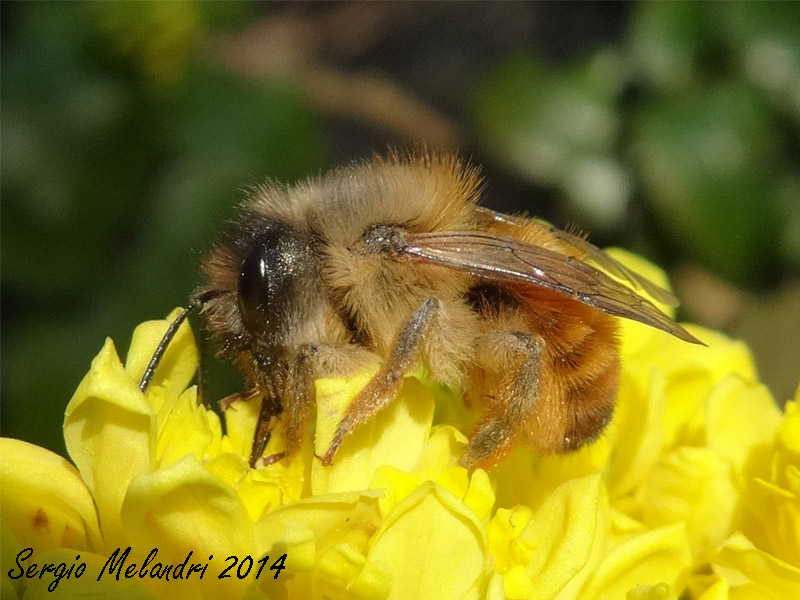 Osmia rufa, femmina